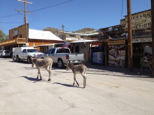 Burros in Oatman